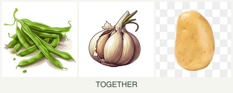 Can you plant beans, garlic and potatoes together?
