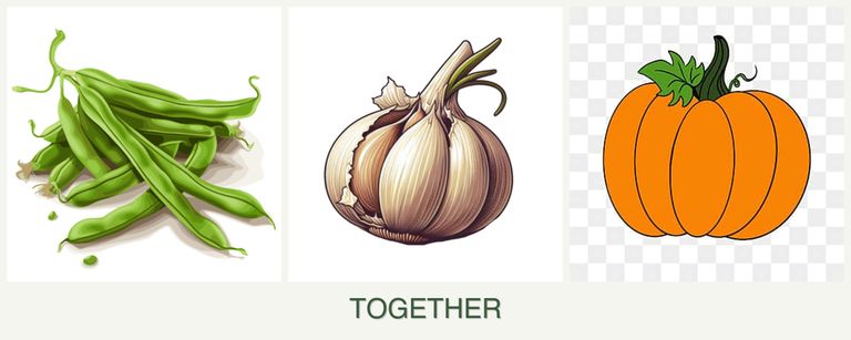 Can you plant beans, garlic and pumpkin together?
