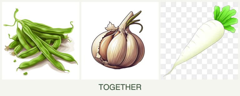Can you plant beans, garlic and radishes together?