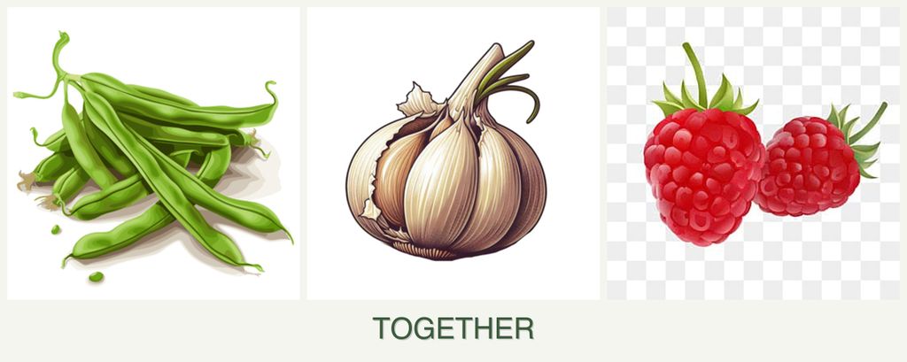 Can you plant beans, garlic and raspberries together?