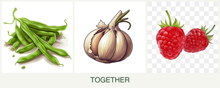 Can you plant beans, garlic and raspberries together?