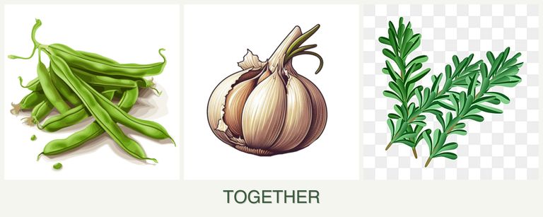 Can you plant beans, garlic and rosemary together?