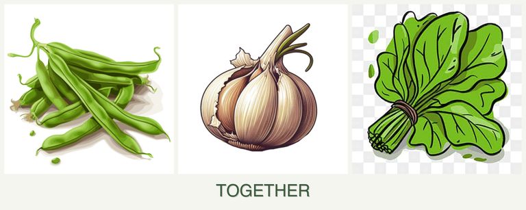 Can you plant beans, garlic and spinach together?