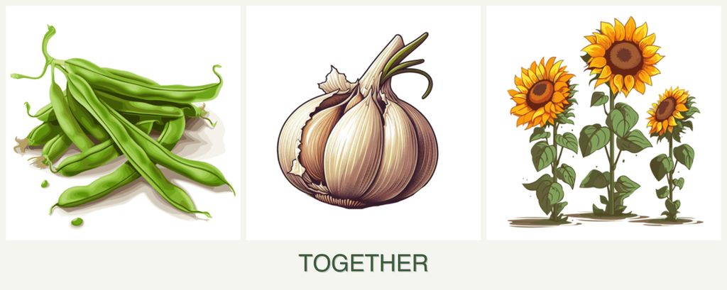 Can you plant beans, garlic and sunflowers together?