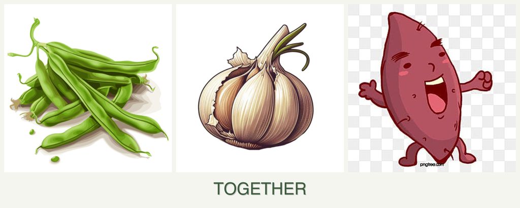 Can you plant beans, garlic and sweet potatoes together?