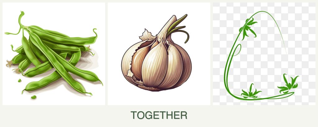 Can you plant beans, garlic and tarragon together?