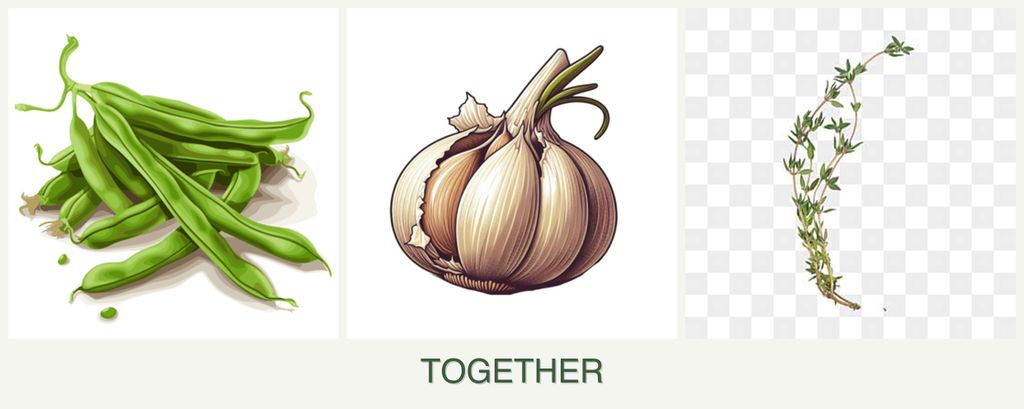 Can you plant beans, garlic and thyme together?