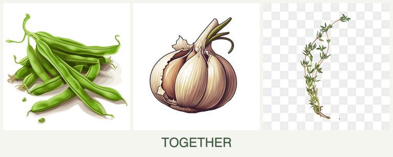 Can you plant beans, garlic and thyme together?