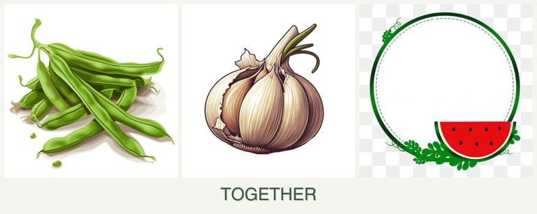 Can you plant beans, garlic and watermelons together?