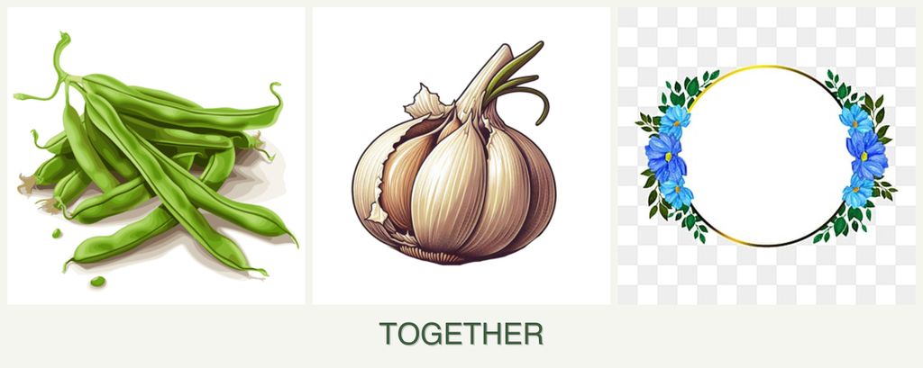 Can you plant beans, garlic and zinnias together?