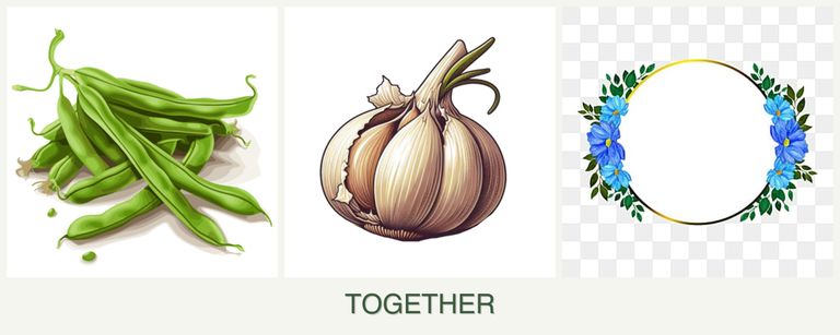 Can you plant beans, garlic and zinnias together?