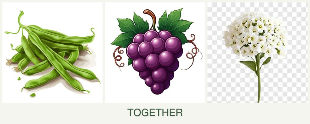 Can you plant beans, grapes and alyssum together?