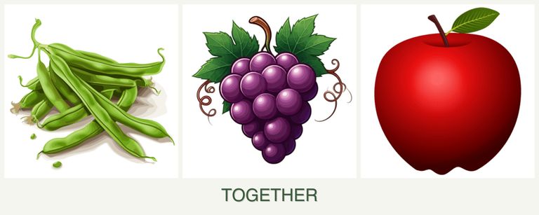 Can you plant beans, grapes and apples together?