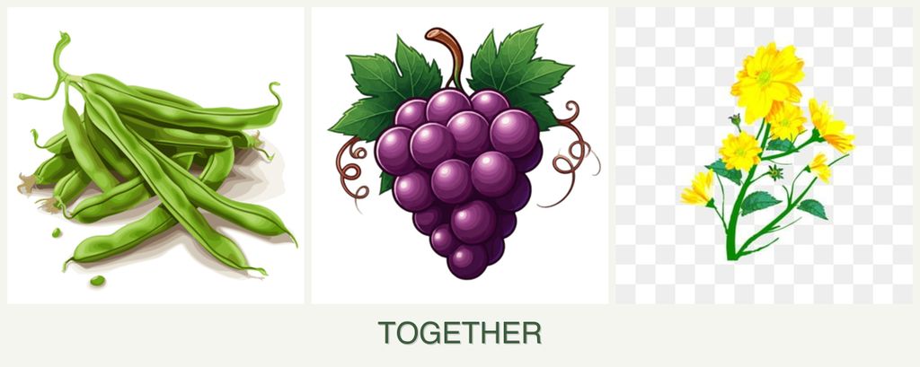Can you plant beans, grapes and calendula together?