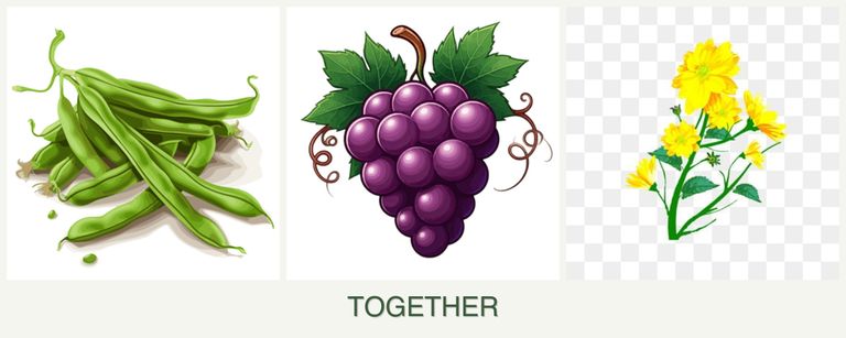 Can you plant beans, grapes and calendula together?