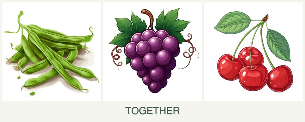 Can you plant beans, grapes and cherries together?