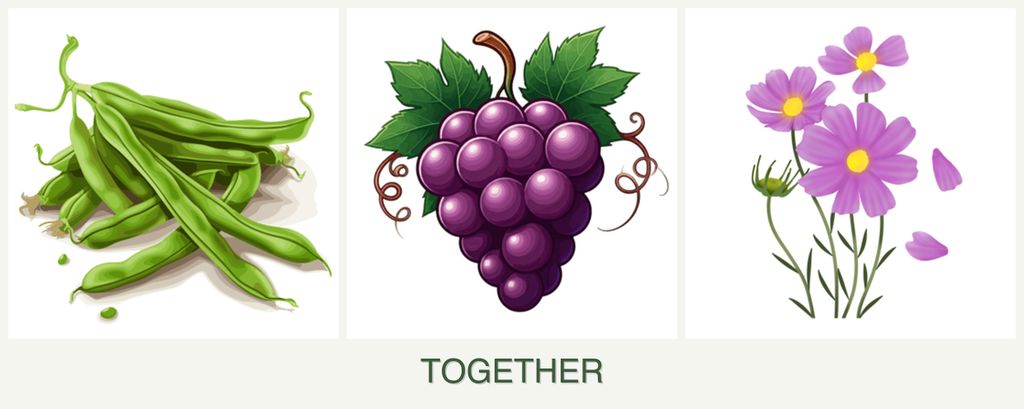 Can you plant beans, grapes and cosmos together?