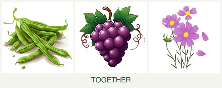 Can you plant beans, grapes and cosmos together?