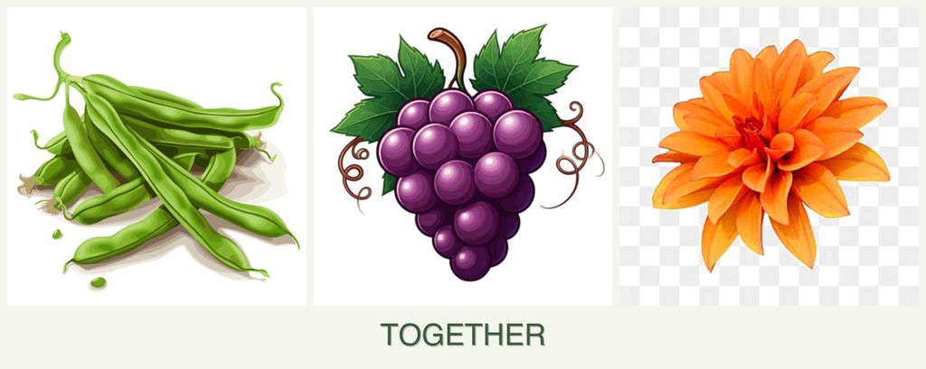 Can you plant beans, grapes and dahlias together?