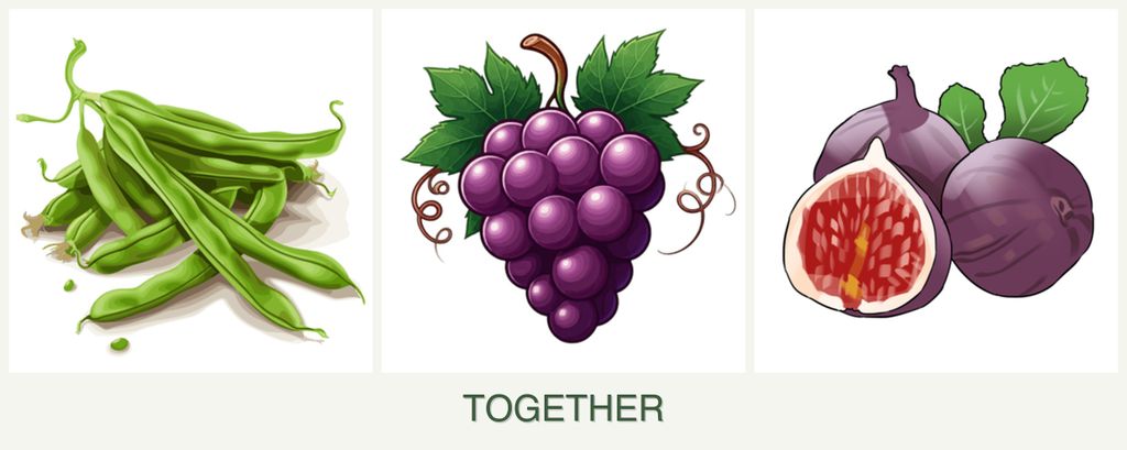 Can you plant beans, grapes and figs together?