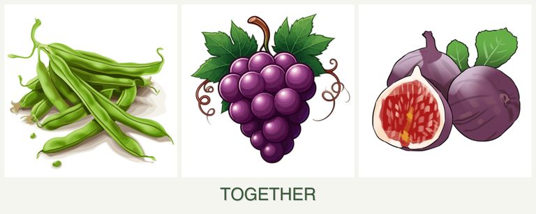 Can you plant beans, grapes and figs together?