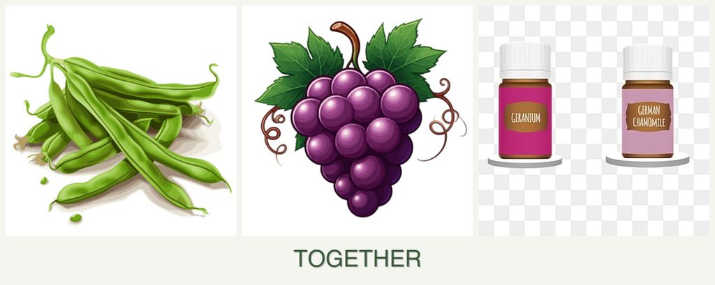 Can you plant beans, grapes and geraniums together?