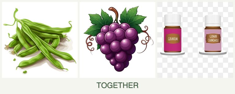 Can you plant beans, grapes and geraniums together?