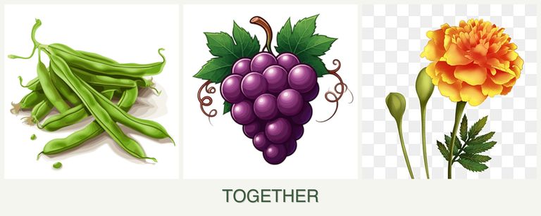 Can you plant beans, grapes and marigolds together?