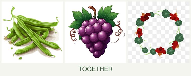 Can you plant beans, grapes and nasturtiums together?