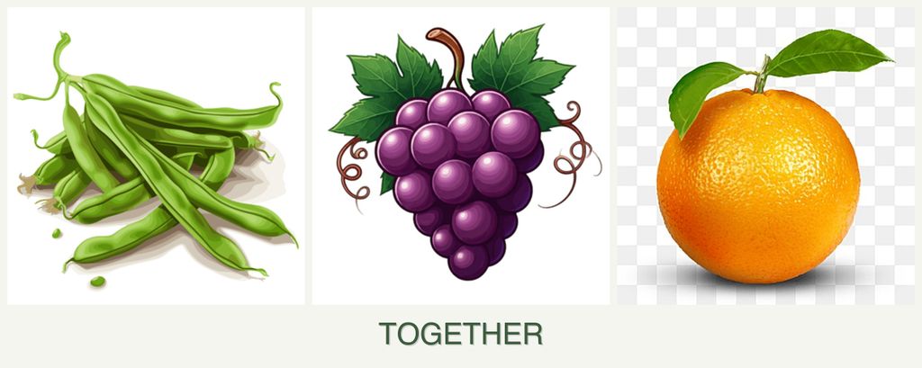 Can you plant beans, grapes and oranges together?