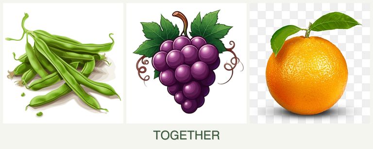Can you plant beans, grapes and oranges together?