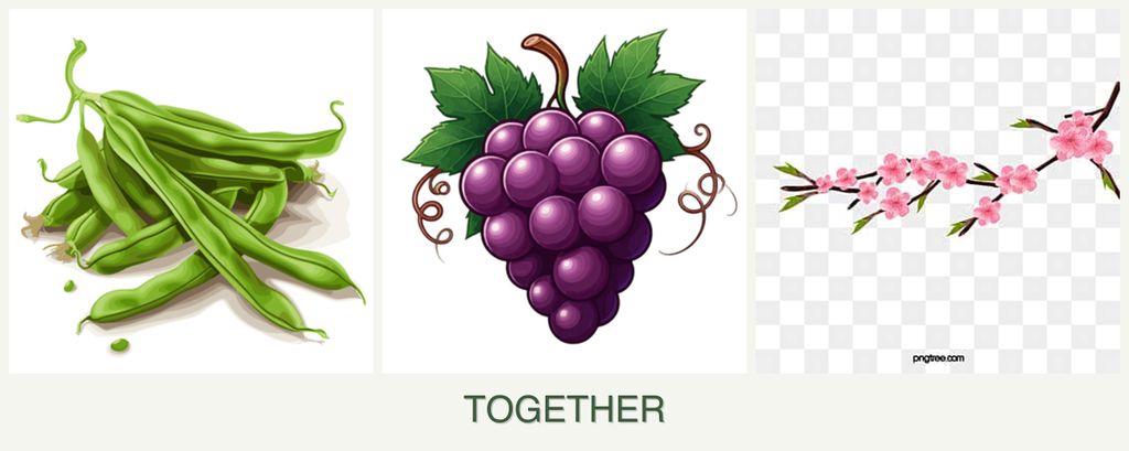 Can you plant beans, grapes and peaches together?