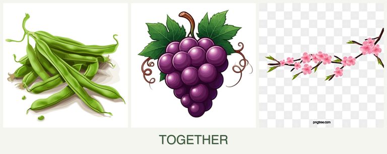 Can you plant beans, grapes and peaches together?