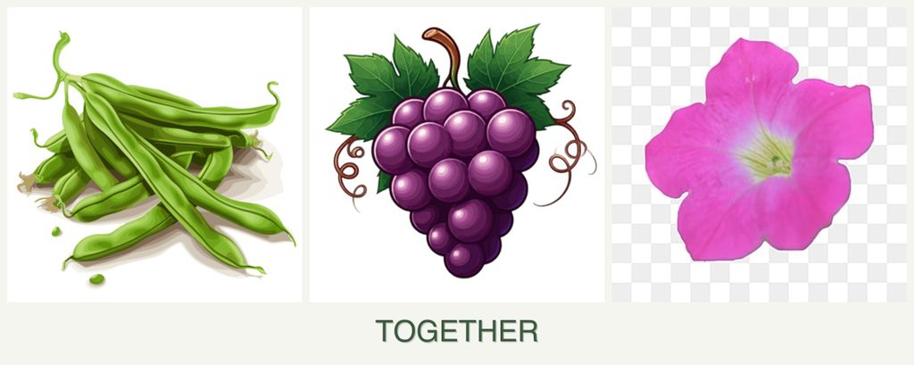 Can you plant beans, grapes and petunias together?