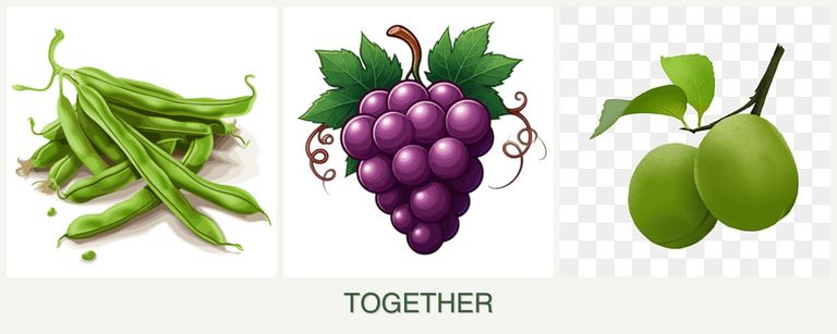 Can you plant beans, grapes and plums together?