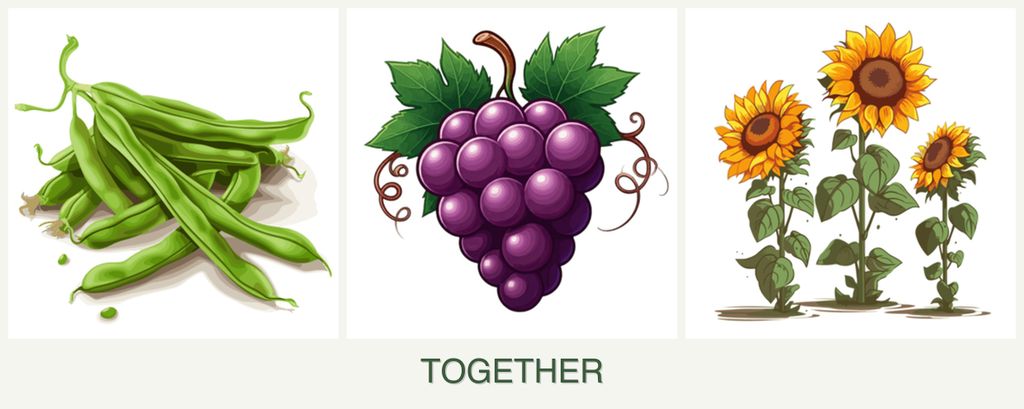 Can you plant beans, grapes and sunflowers together?
