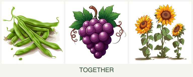 Can you plant beans, grapes and sunflowers together?