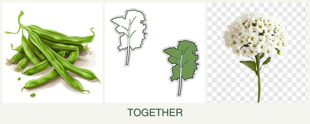 Can you plant beans, kale and alyssum together?