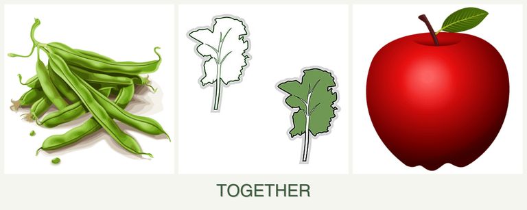 Can you plant beans, kale and apples together?