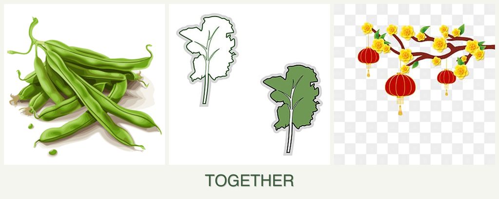 Can you plant beans, kale and apricots together?