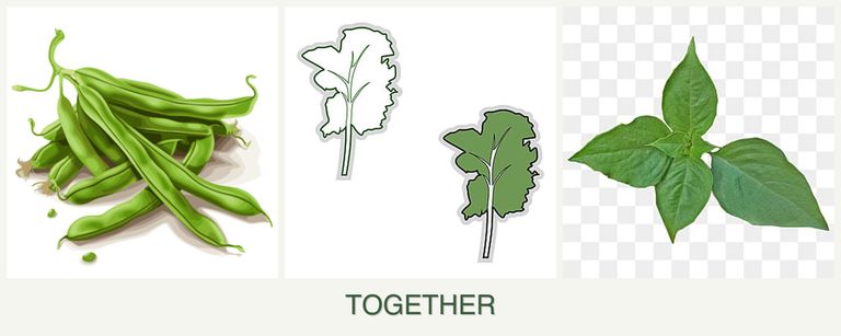 Can you plant beans, kale and basil together?