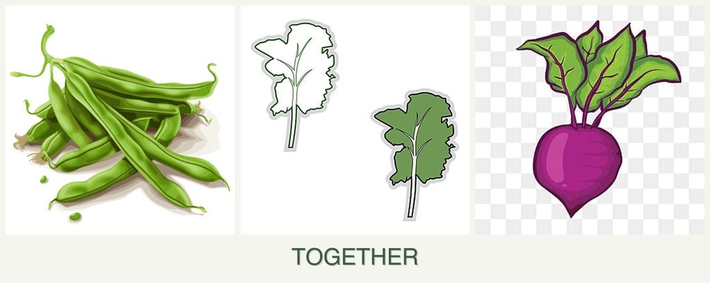 Can you plant beans, kale and beets together?