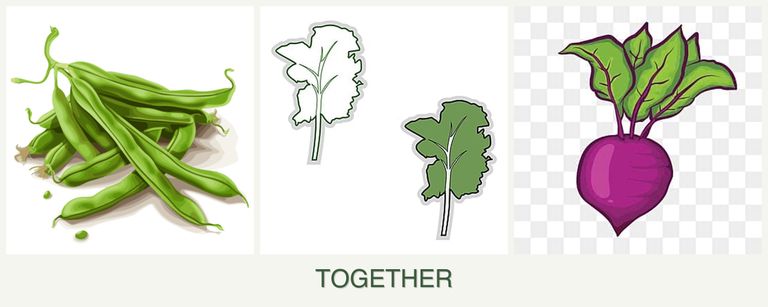 Can you plant beans, kale and beets together?