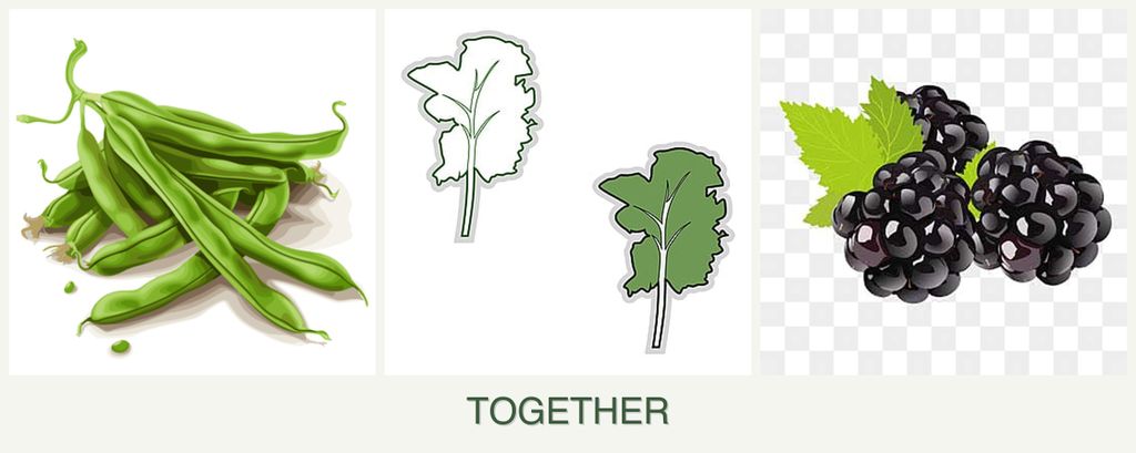 Can you plant beans, kale and blackberries together?
