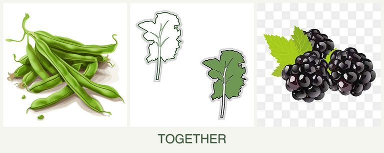 Can you plant beans, kale and blackberries together?