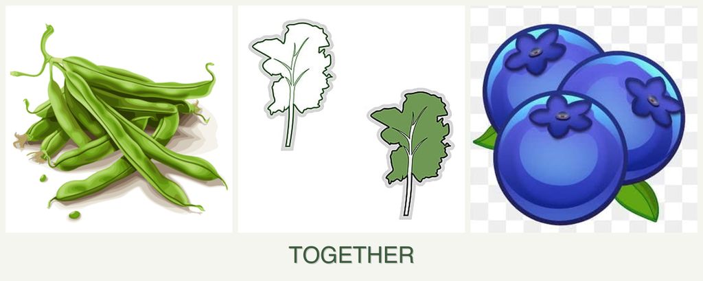 Can you plant beans, kale and blueberries together?