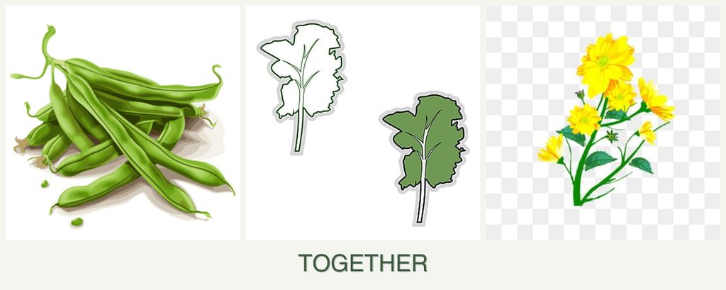 Can you plant beans, kale and calendula together?
