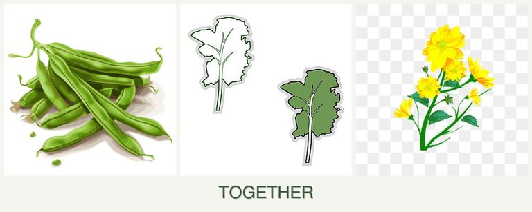 Can you plant beans, kale and calendula together?