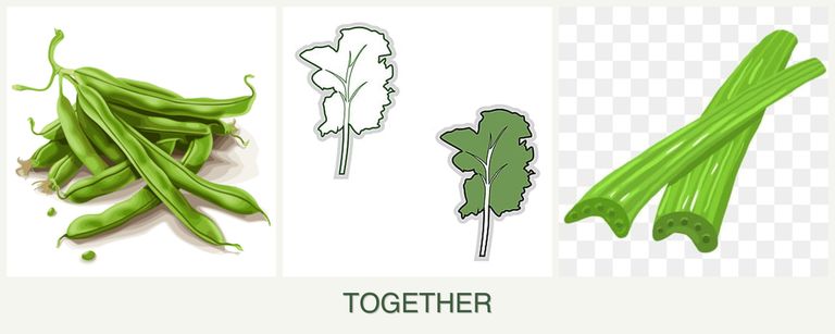 Can you plant beans, kale and celery together?