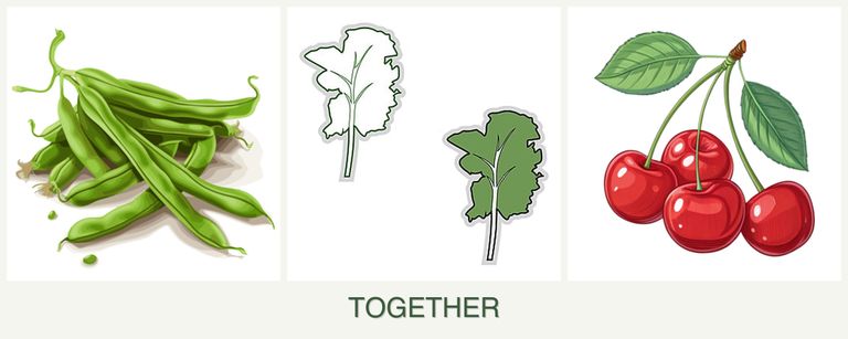 Can you plant beans, kale and cherries together?